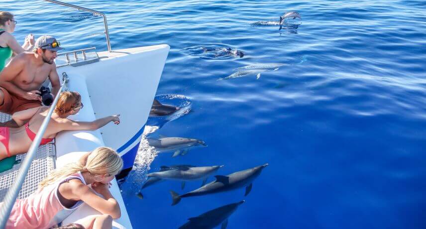 5 Reasons to Visit Madeira Islands after Coronavirus-dolphins & whales watching 5 Reasons to Visit Madeira Islands after Coronavirus-dolphins & whales watching